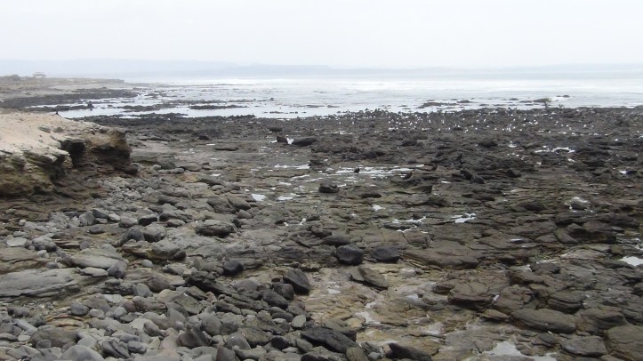 Pacific Tidepools